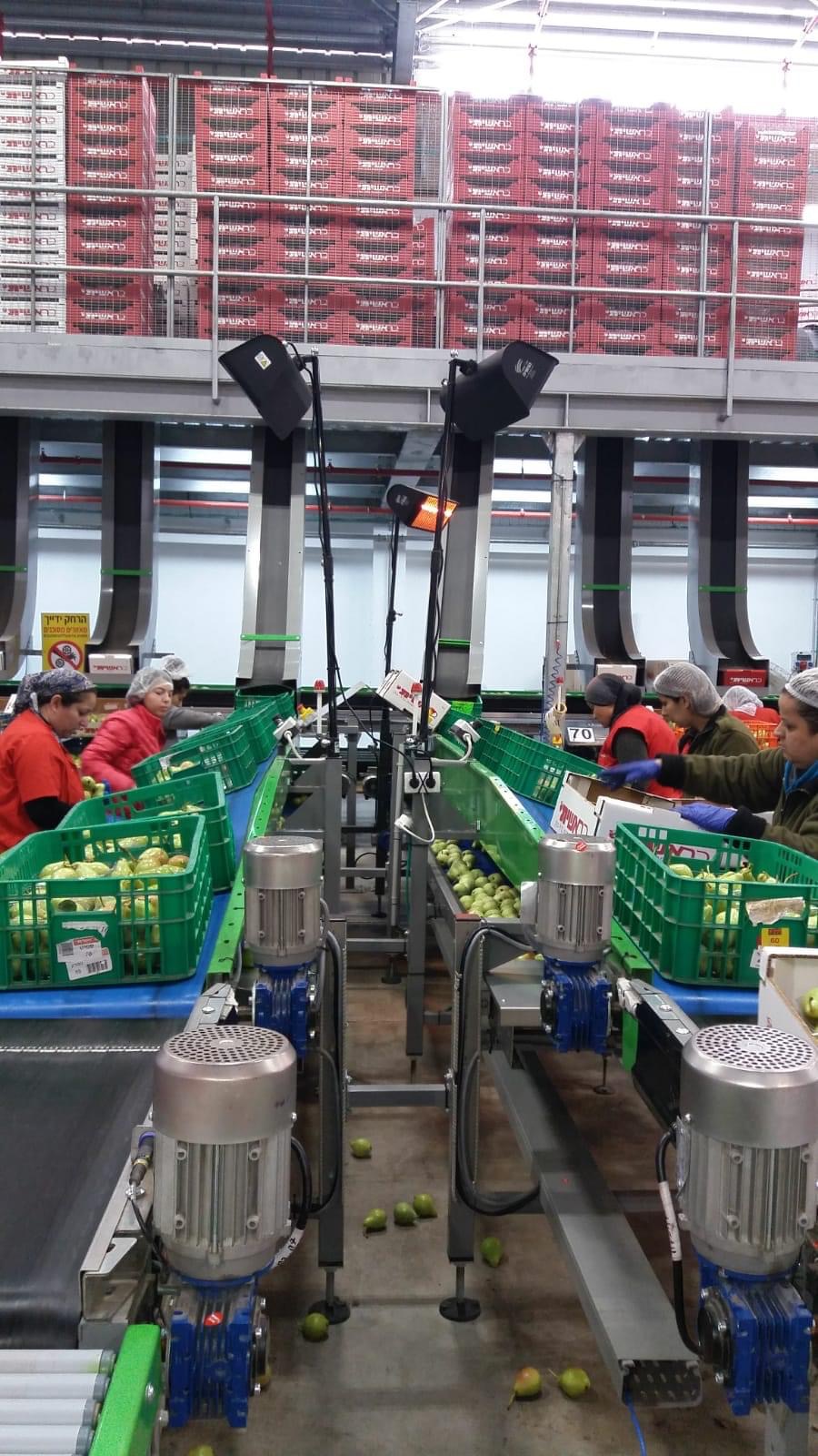Fruit sorting plant